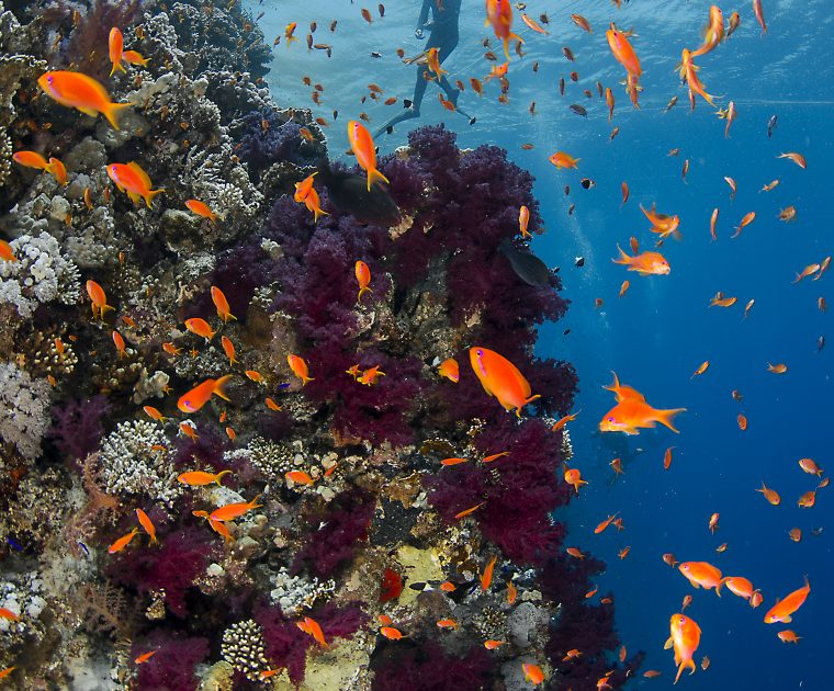 DIVER ON REEF CREDIT: RENATA ROMEO / CORAL REEF IMAGE BANK