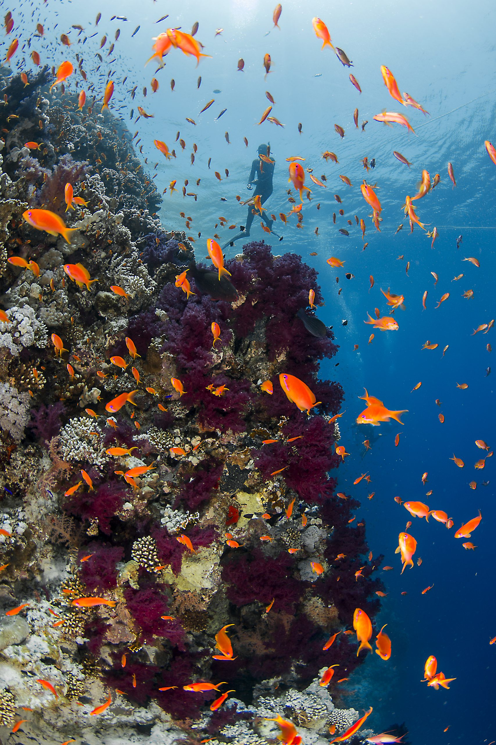 DIVER ON REEF CREDIT: RENATA ROMEO / CORAL REEF IMAGE BANK